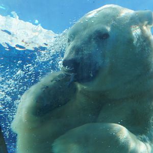 Polar Bear, “Nuka”