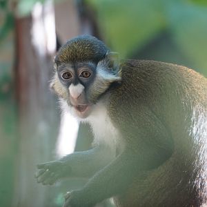 Schmidt’s Guenon