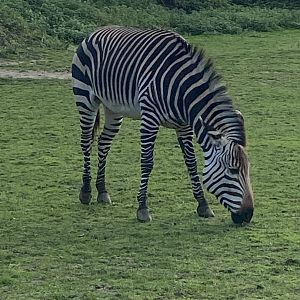 Hartmann’s mountain zebra 011125