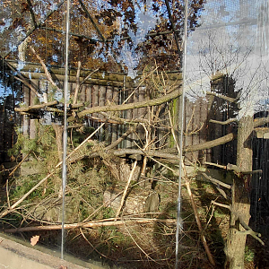 Porcupine outdoor exhibit #1