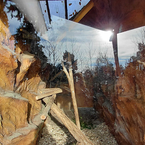 Porcupine indoor exhibit #1