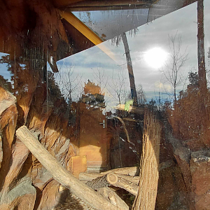 Porcupine indoor exhibit #2