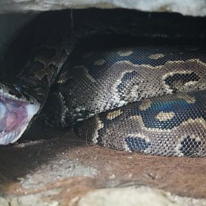 African Rock Python