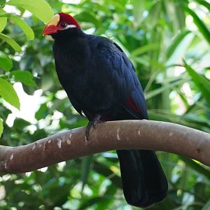Violet Turaco