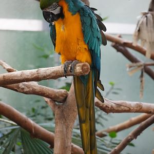 Blue Throated Macaw