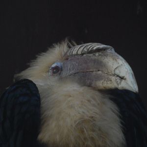 Blyth's hornbill 011125