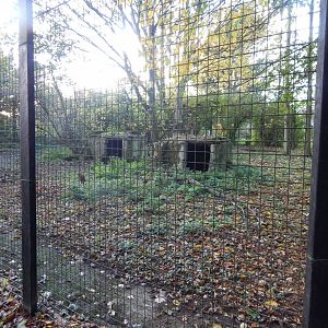 Patagonian mara enclosure 011125