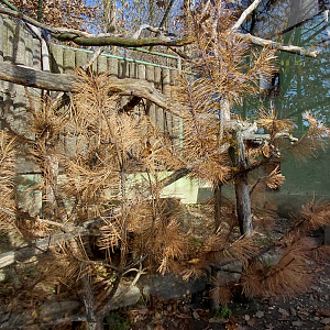 Leopard cat outdoor exhibit #1