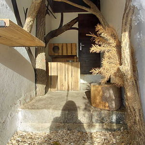 Leopard cat indoor exhibit #1