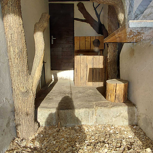 Leopard cat indoor exhibit #2