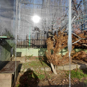 Leopard cat outdoor exhibit #2