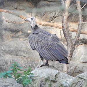 Hooded vulture 011125