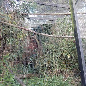 Blyth's/Papuan hornbill aviary 011125