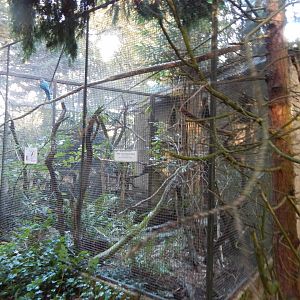 Blue-throated macaw aviary 011125