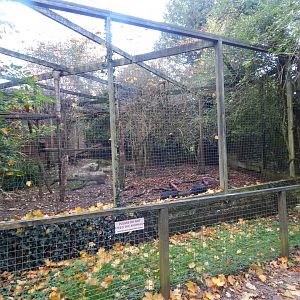 Southern ground hornbill aviary 011125