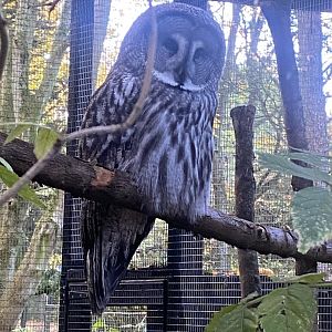 Eurasian great grey owl 011125