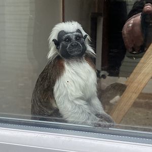 Cottontop tamarin 011125
