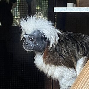 Cottontop tamarin 011125