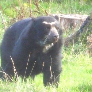 Andean Bear 8 November 2025