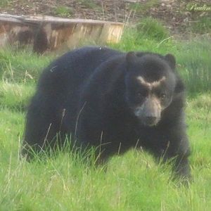 Andean Bear 8 November 2025