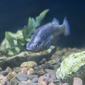 Moapa White River Springfish (Crenichthys baileyi moapae)