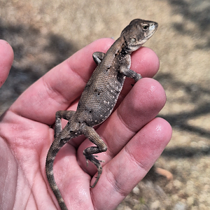 Eastern Two-lined Dragon (Diporiphora australis)