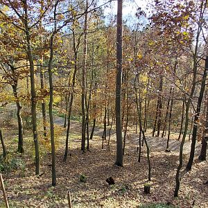 Main Arctic wolf exhibit