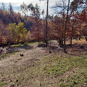 Main Arctic wolf exhibit