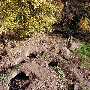 Arctic wolf exhibit #2