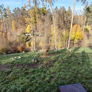 Arctic wolf exhibit #3