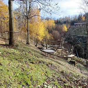 Japanese macaque exhibit