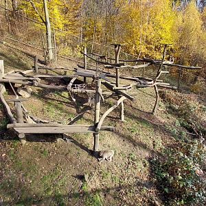 Japanese macaque exhibit