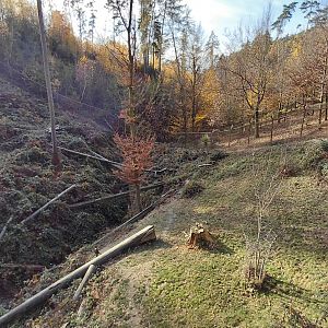Japanese macaque exhibit