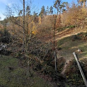 Japanese macaque exhibit