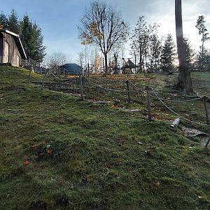 Japanese macaque exhibit