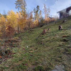 Japanese macaque exhibit