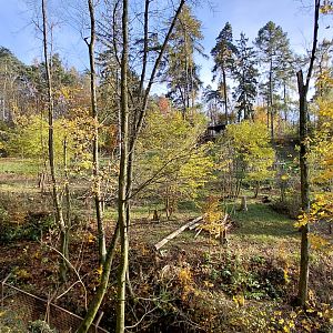 American black bear exhibit