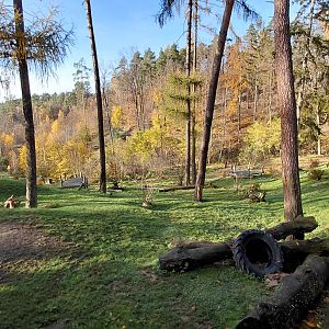 American black bear exhibit