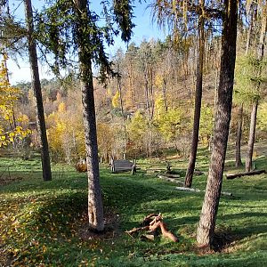 American black bear exhibit