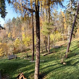 American black bear exhibit