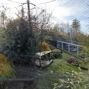 Amur leopard exhibit #1