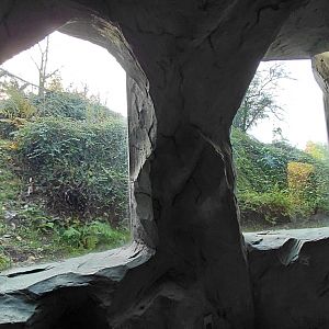 Amur leopard exhibit - viewing area
