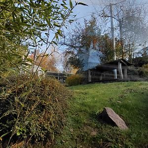 Amur leopard exhibit #1