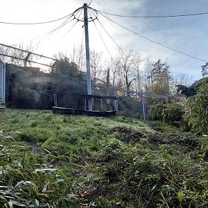 Amur leopard exhibit #2