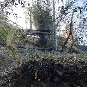 Amur leopard exhibit #3