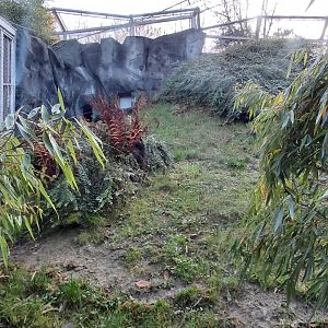 Amur leopard exhibit #3