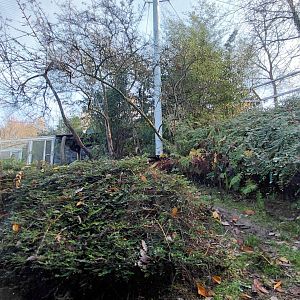 Amur leopard exhibit #3