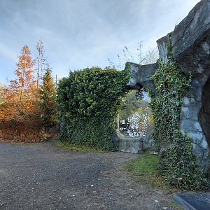 Amur leopard exhibit