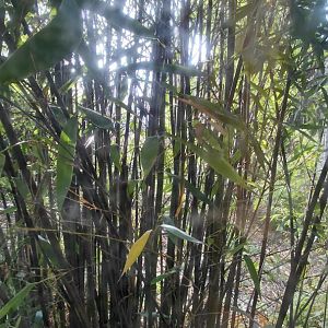 Amur leopard exhibit