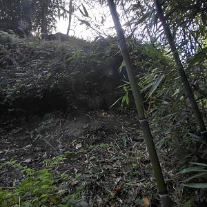 Amur leopard exhibit